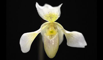 orchidaceae.jpg